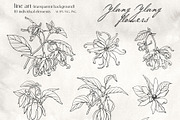 Flowers Ylang Ylang. Botanical set, an Object Graphic by ON_lineart_store (Thumbnail 3 of 8)