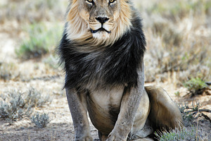 Black maned lion