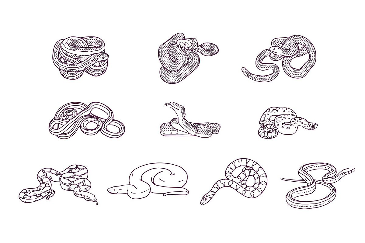 Breeds Snake Handdrawn Vol 2, an Animal Illustration by SLAB! Design (Photo 3 of 3)