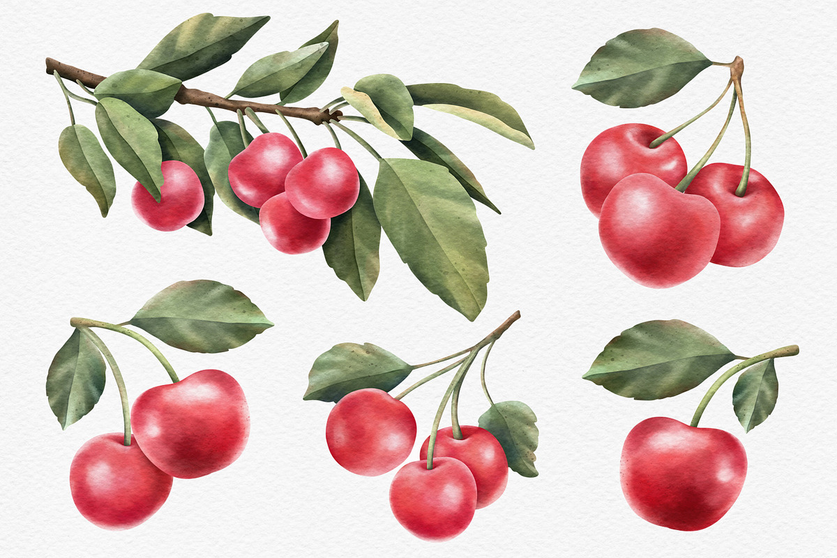 Red Cherry branch. Watercolor, a Decorative Illustration by OlyaGutArt (Photo 2 of 3)