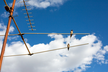 Two barn swallow  perched on an old rusty tv antenna in summer