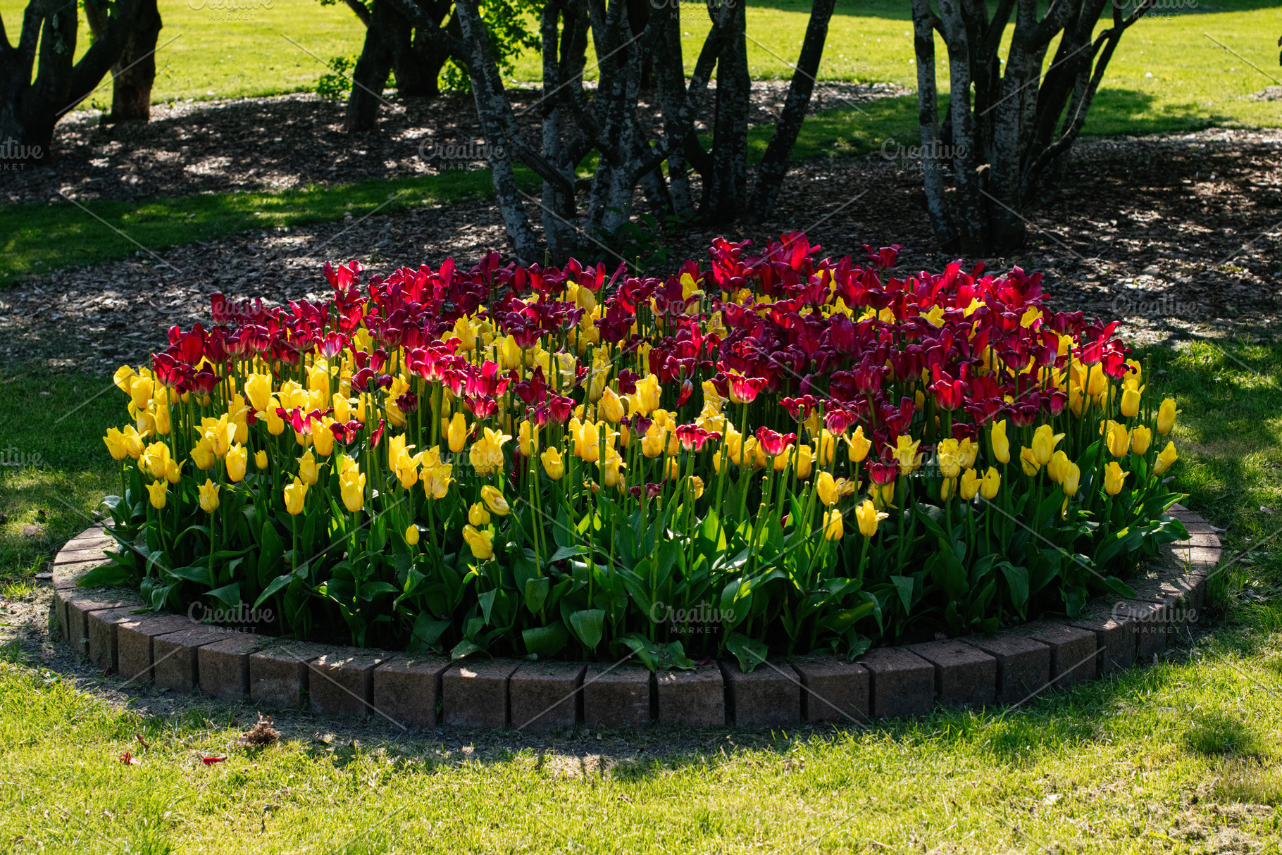 Vibrant tulip flower bed during springtime in Mosfellsbær, Iceland garden, a Photo by AS photostudio