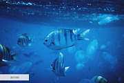 Underwater Photography Presets, a Plug-in Add-On by FixThePhoto (Thumbnail 12 of 32)
