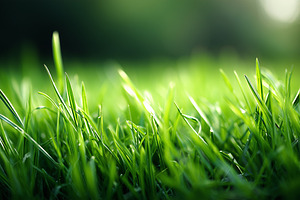 Fresh green grass close up in sun, a Nature Photo by MistyDay