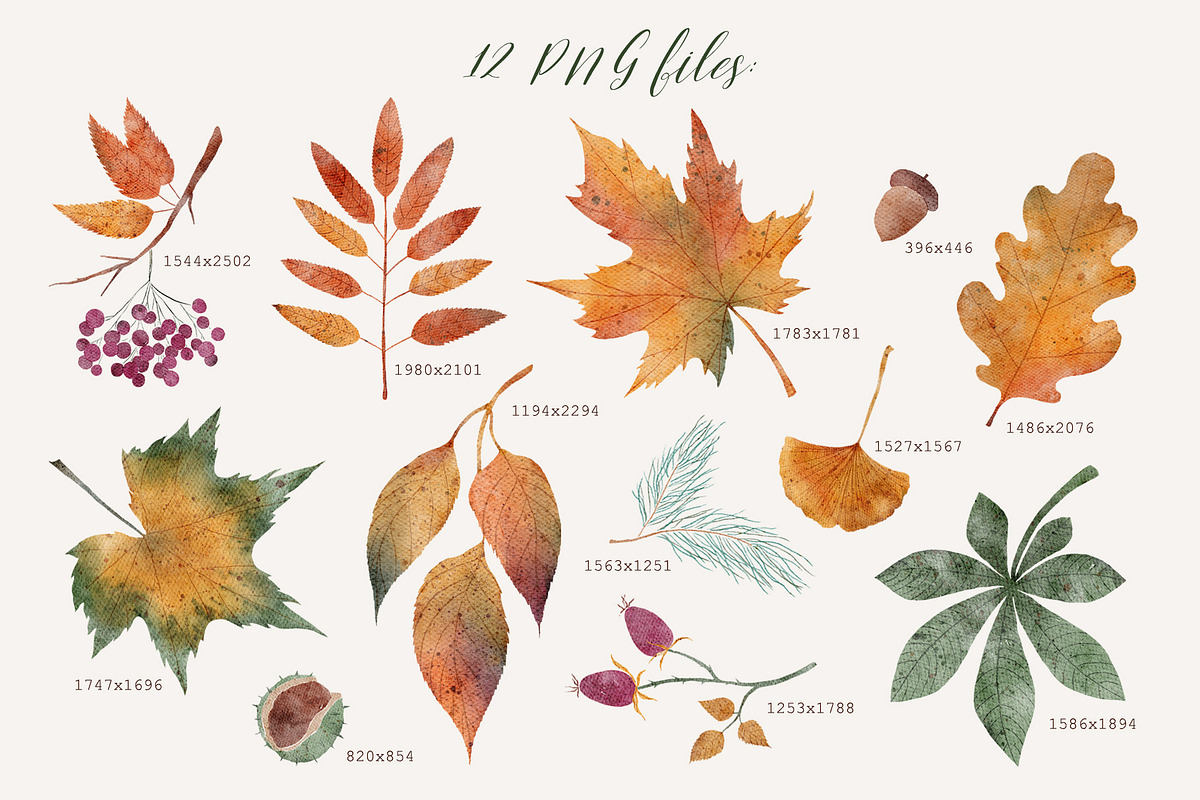 Fall Leaves | Cliparts & Pattern, a Decorative Illustration by OkPen (Photo 2 of 5)