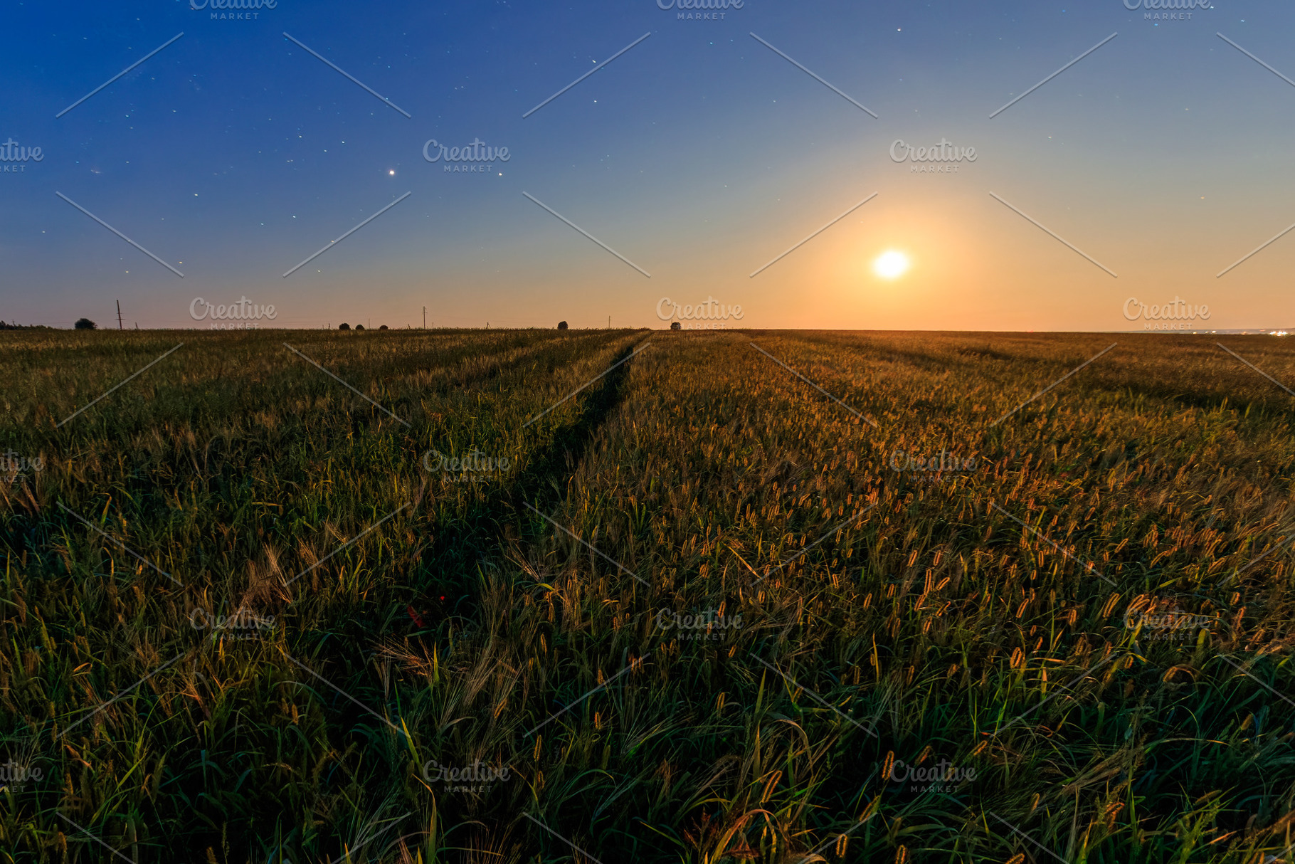Serene rural landscape with golden wheat field under moonlight,, a Nature Photo by Eugene_Photo