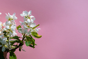 Cluster of white spring flowers with green leaves set against a, a Nature Photo by Ales Munt