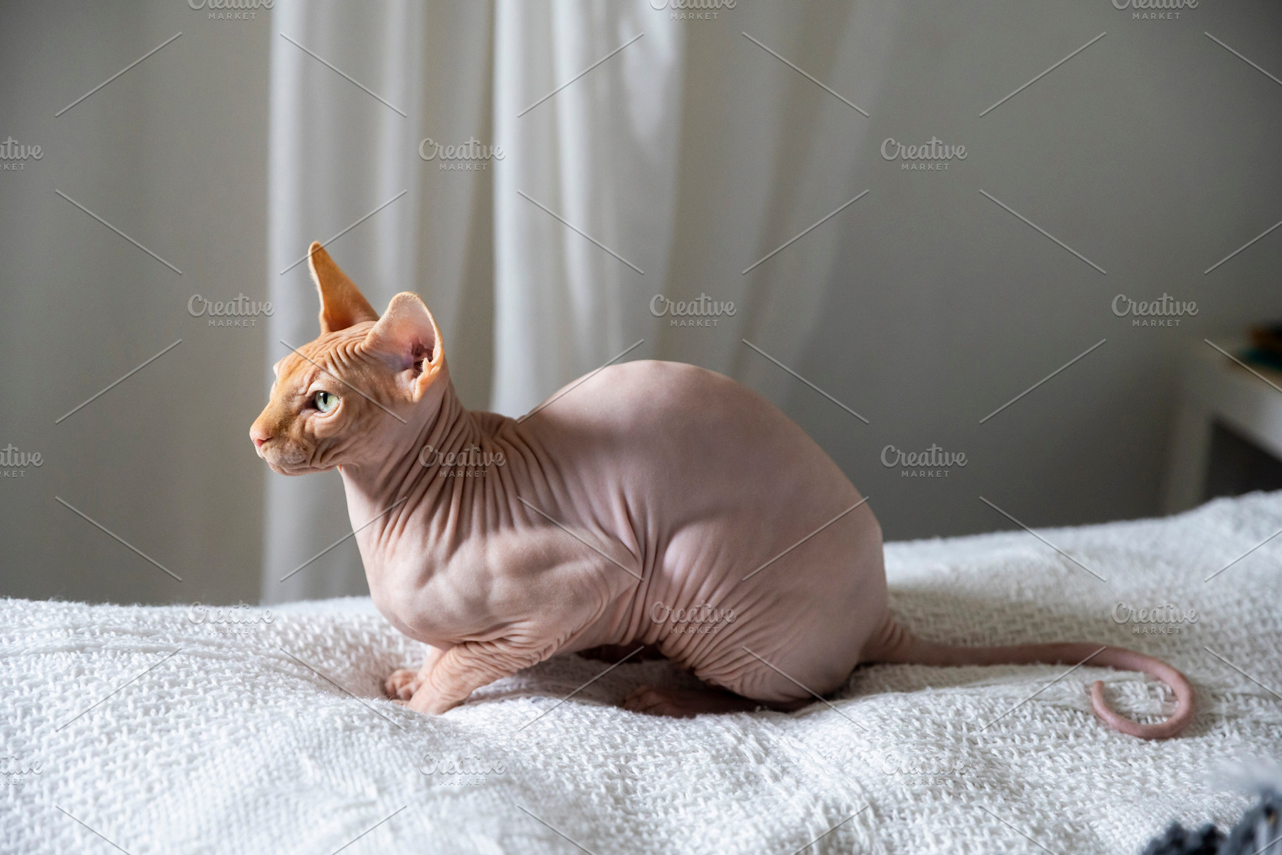 Profile of a Sphynx cat sitting aler, an Animal Photo by Imaginarium