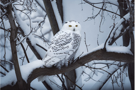 Snowy owl tree branch. Generate Ai, an Animal Photo by Ylivdesign