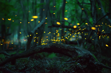 Firefly flying in the forest featuring fireflies, firefly, and forest