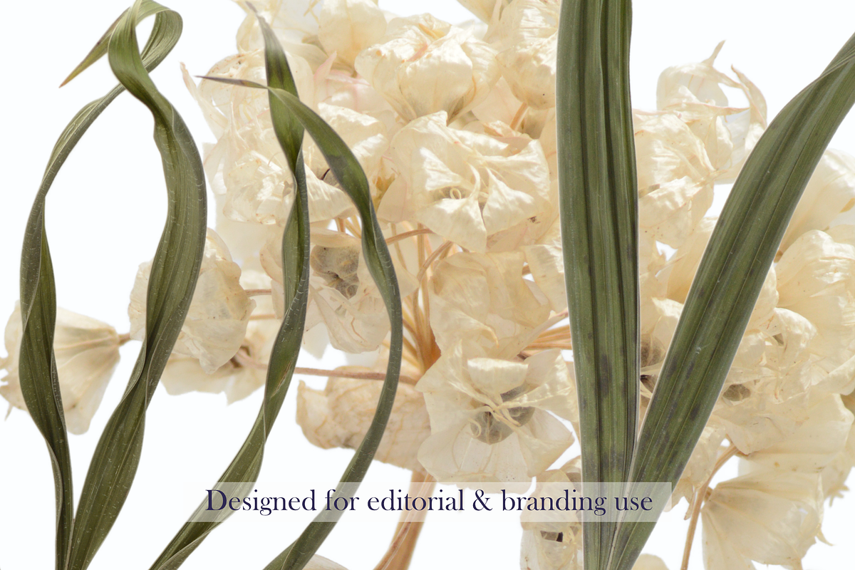 Airy Meadow Close Up Florals, an Object Graphic by Aga Silva (Photo 5 of 6)