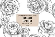 Camellia japonica, an Object Graphic by VictoriaKStudio (Thumbnail 1 of 6)