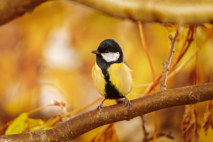 Great tit close up ( Parus major ).., an Animal Photo by AlexBush