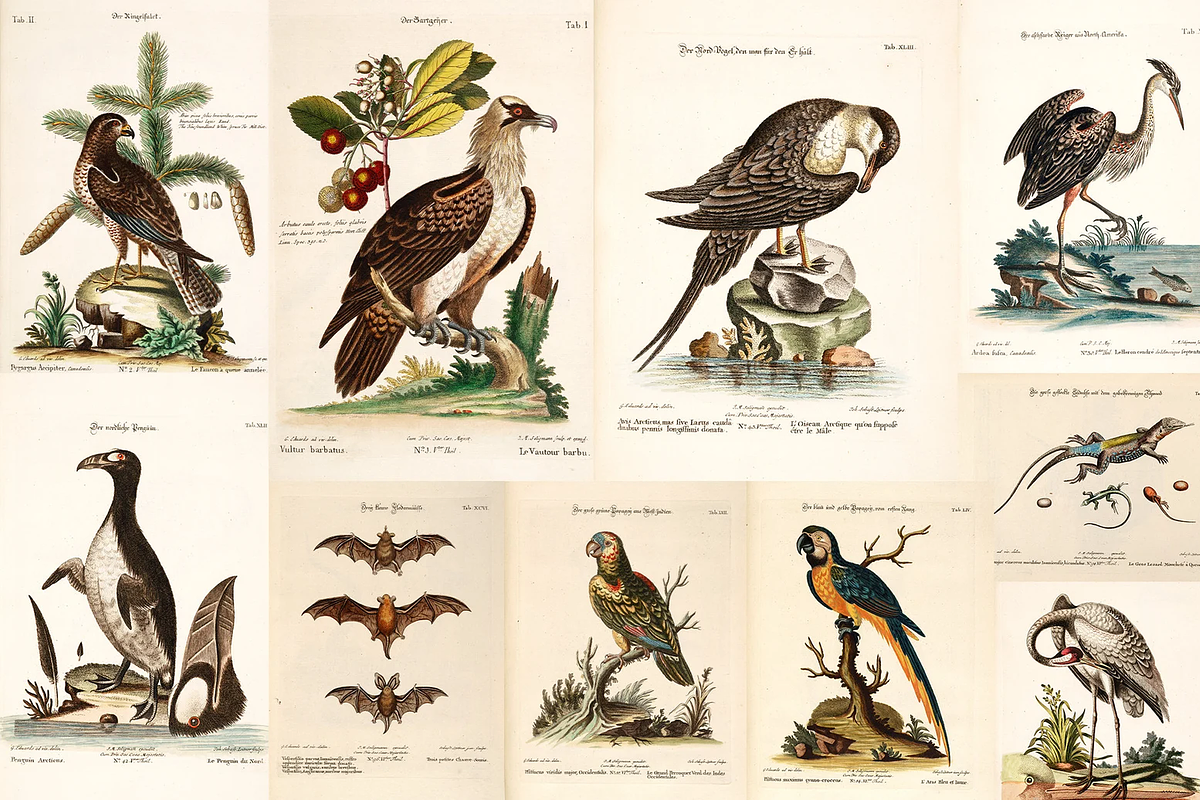 100+ Johann Michael Seligmann, an Animal Illustration by Digital Museum (Photo 10 of 10)