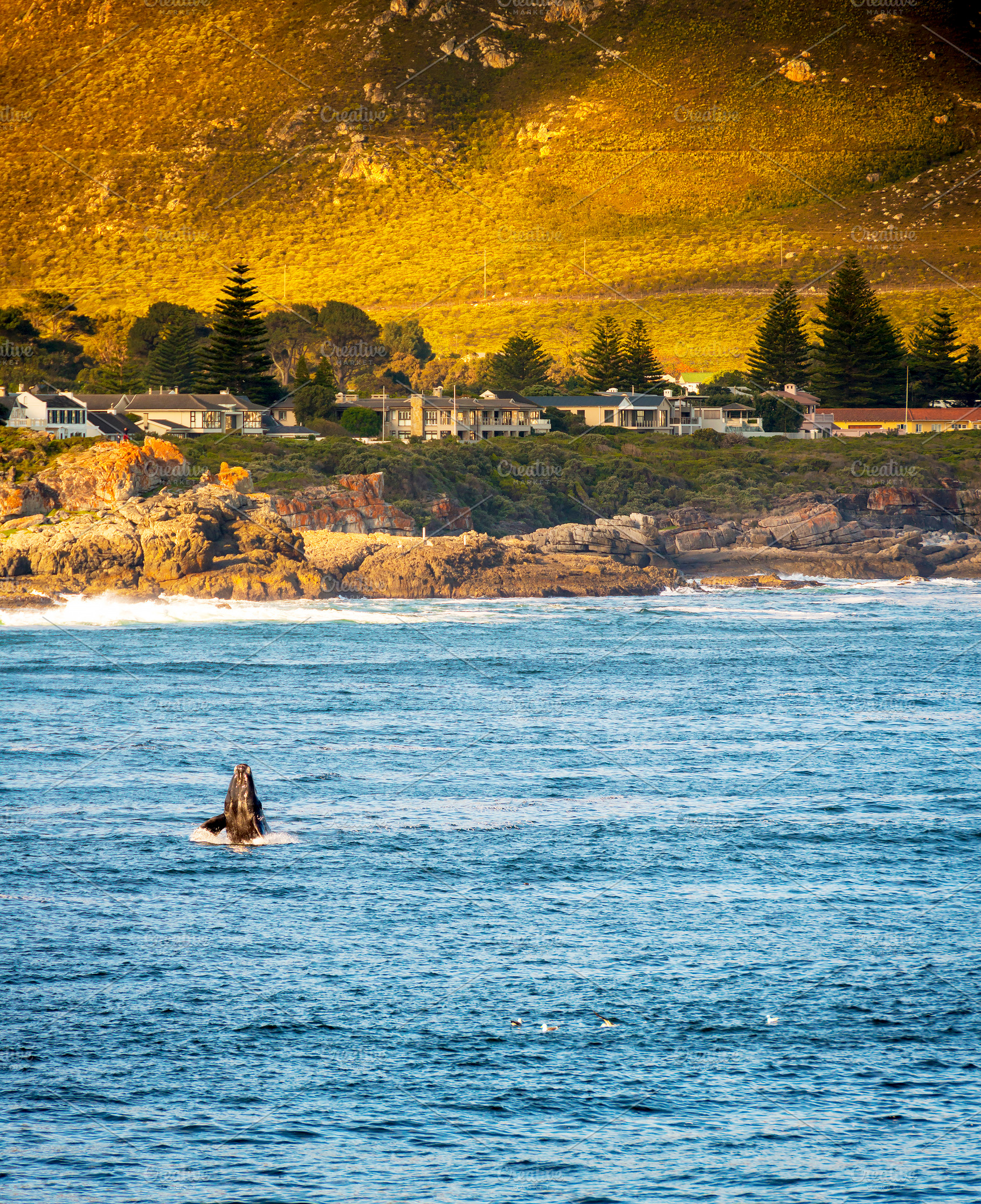 Hermanus Whale Watching, an Animal Photo by THP Creative