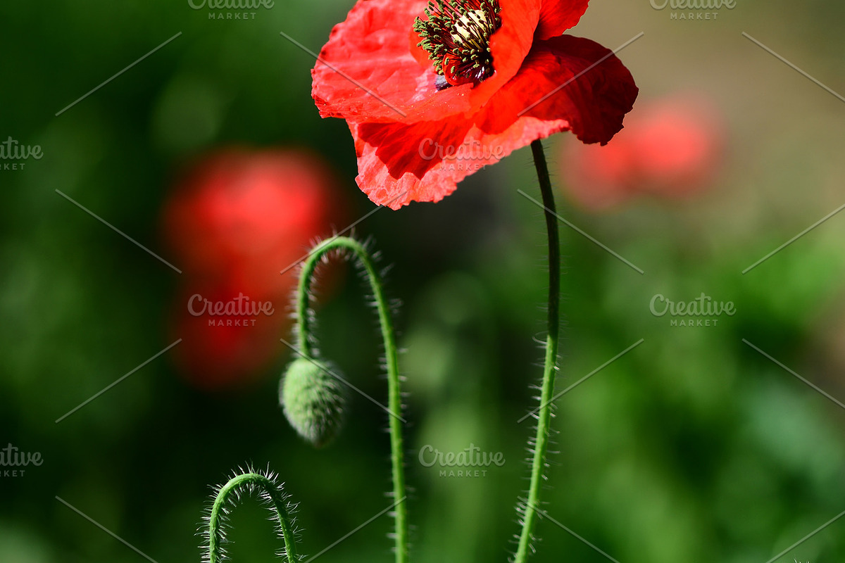 Red Poppy Bundle, a Nature Photo by Corner Croft Mockups (Photo 4 of 5)