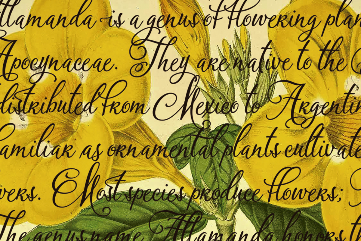 Bloem Script & Sans preview 7