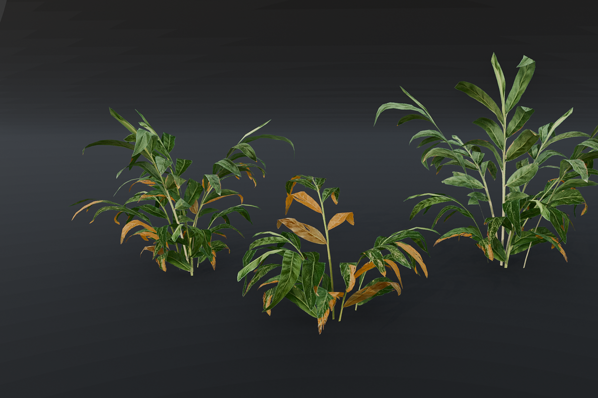 The Galanga Bush, a Plants & Tree 3D Model by FuturePastCreatives (Photo 4 of 4)