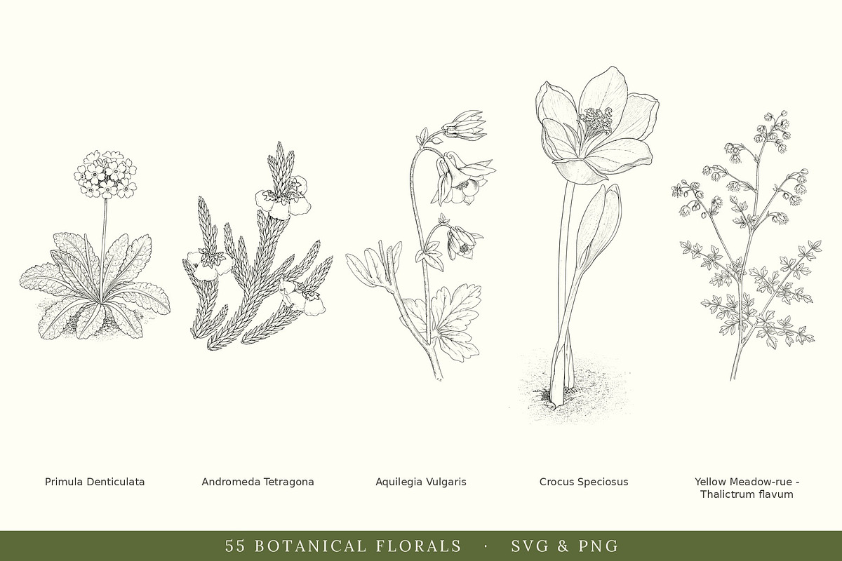 Botanical Floral Line Art Collection, a Decorative Illustration by AW Studios (Photo 7 of 9)