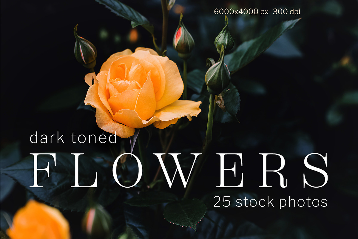 Dark toned flowers, stock photo set, a Photo by Imageblend (Photo 1 of 6)