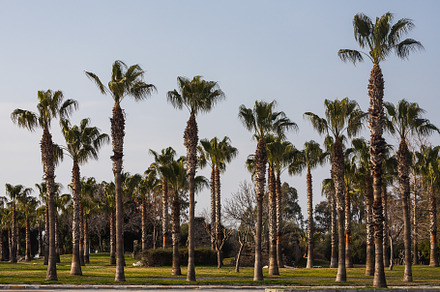 Palm, a Background Photo by Sova