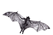 Vampire bats, watercolor/ink/vector, an Animal Illustration by Watercolor_Vector Graphic (Thumbnail 7 of 22)