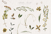 Herbarium Watercolor Collection, a Texture Illustration by Julia Dreams (Thumbnail 3 of 8)