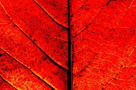 Autumn Leaf Background
