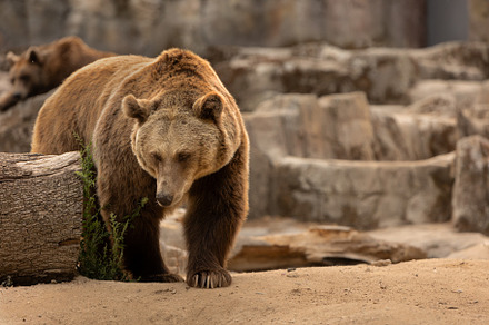 Brown bear resting and exploring in, an Animal Photo by Perpis
