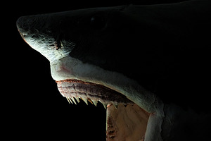 Carlotta great White Shark stuffed, an Animal Photo by Bepslabor