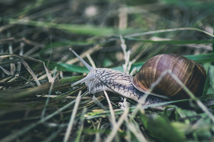 Snail featuring snail, animal, and animals, an Animal Photo by Focus Photography