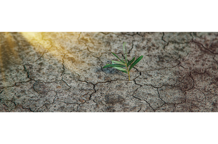 A sprout grows in dry soil, a Nature Photo by yanadjana