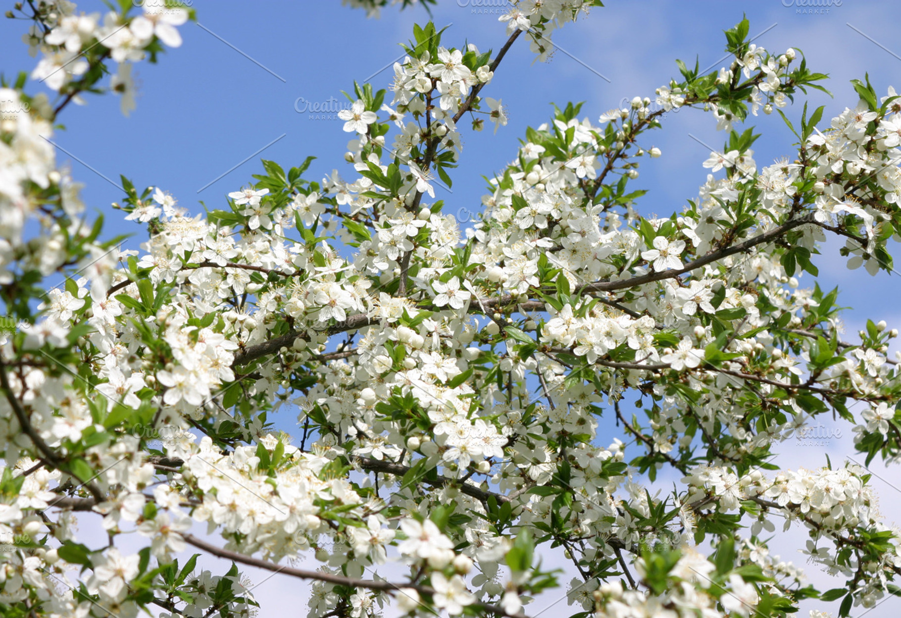 Plum tree blossoms, a Nature Photo by BOOCYS