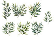 Watercolor Olive Branch Clipart, an Illustration by Designworld (Thumbnail 2 of 4)