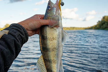 Fisherman holding Volga zander