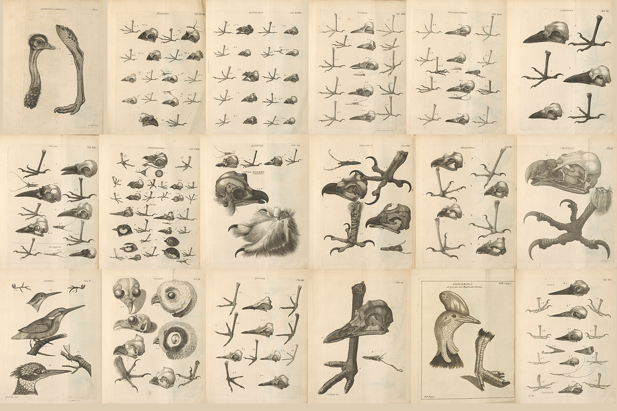 80+ Jacob Klein, Bird Genealogy, an Animal Illustration by Digital Museum (Photo 3 of 10)