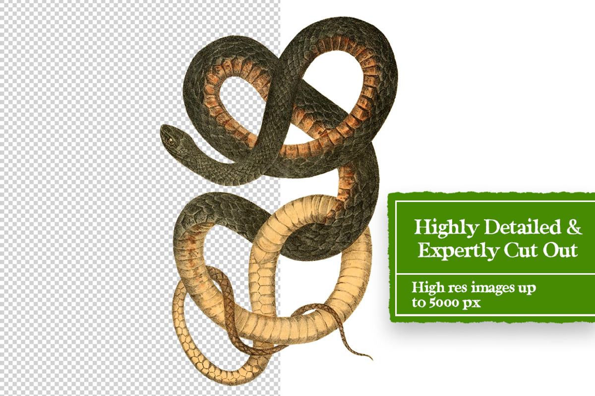 Vintage Snakes Digital Collage Pack, an Object Graphic by Collage Supply Co (Photo 3 of 3)
