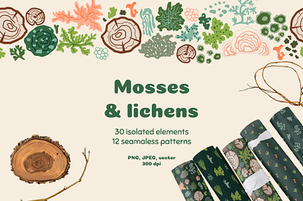 Mosses, lichens, stumps, mushroom