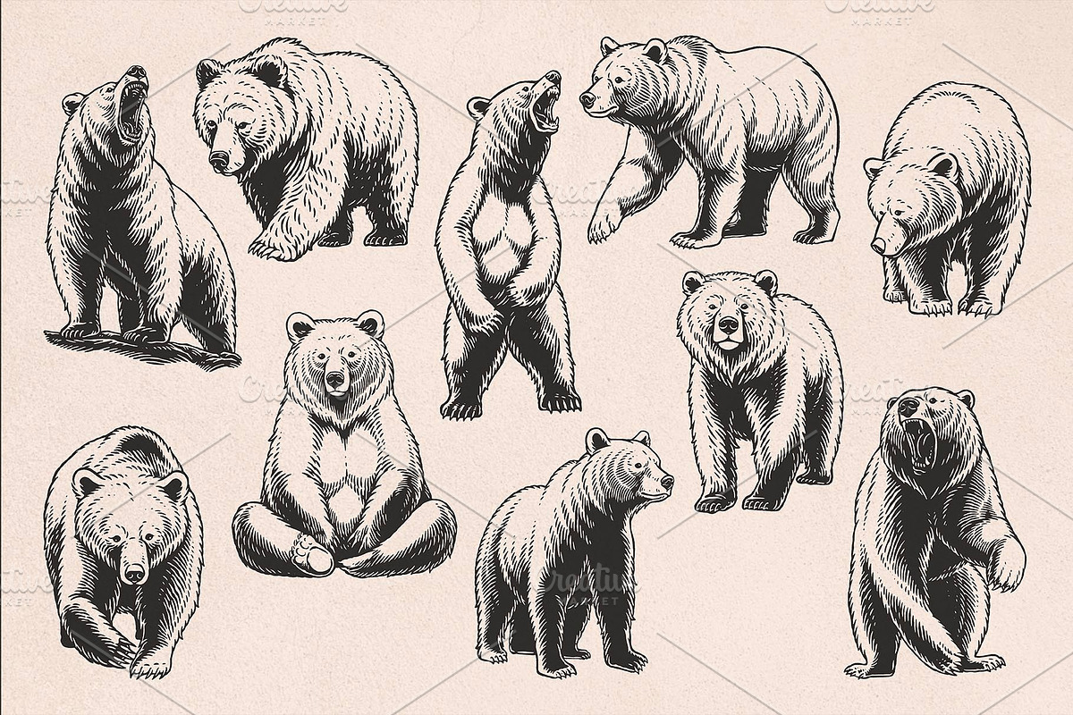 Bear Illustrations Hand-Drawn Vector, an Animal Illustration by Trape Graphic Studio (Photo 5 of 10)