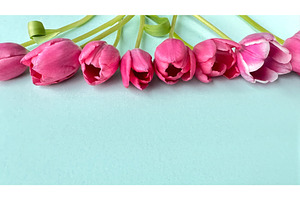 Row of pink tulips with green stems, a Photo by tilialucida