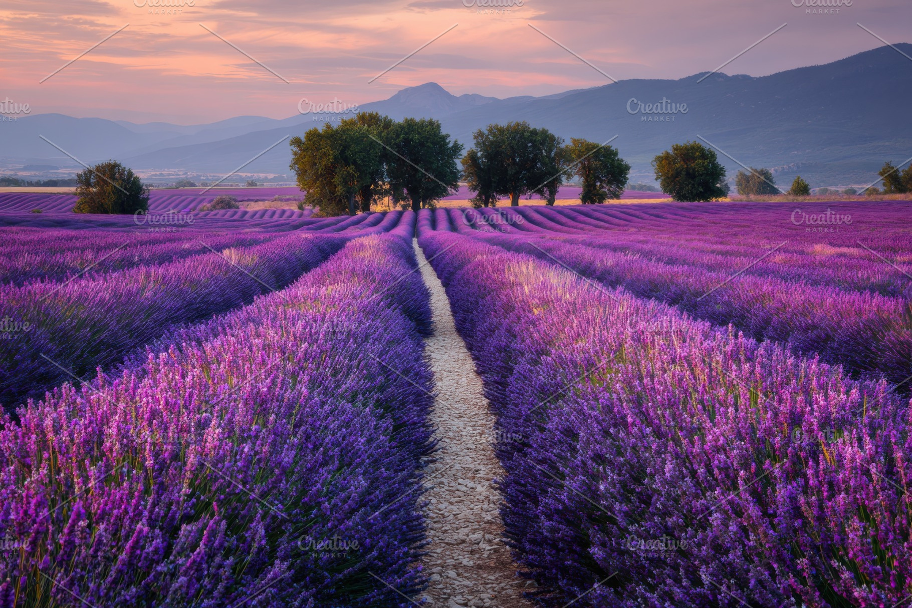 Lavender fields at sunset scenic pat, a Photo by Pixeness Studio