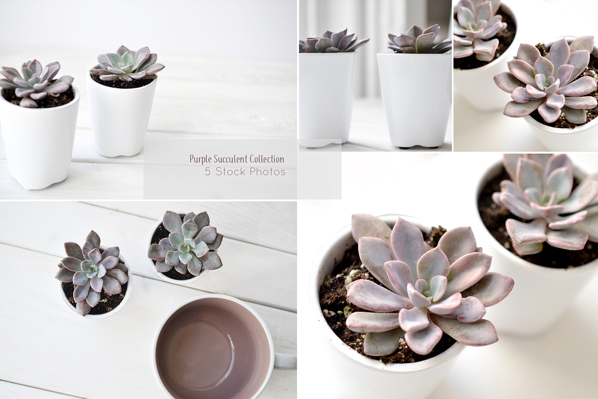 Purple Succulents & Neutrals, a Cups & Container Mockup by Greenleaf Images (Photo 1 of 6)