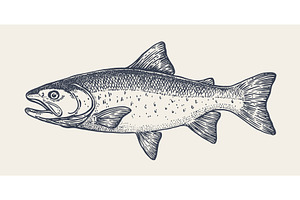 Salmon fish, seafood, sketch, a Food Illustration by Foxys Graphic