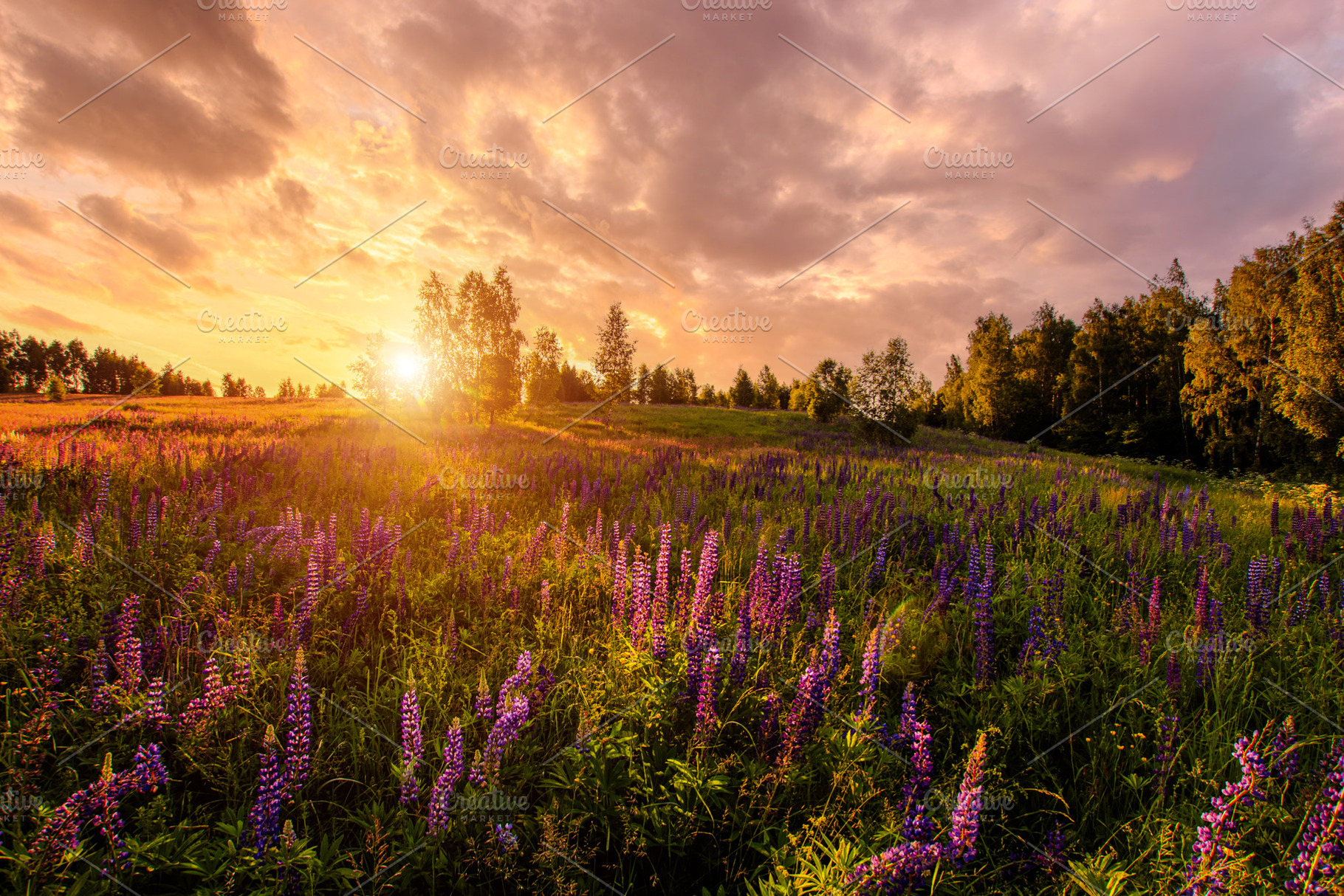 Purple lupine flower field at sunset. Concept vibrant summer lan, a Nature Photo by Eugene_Photo
