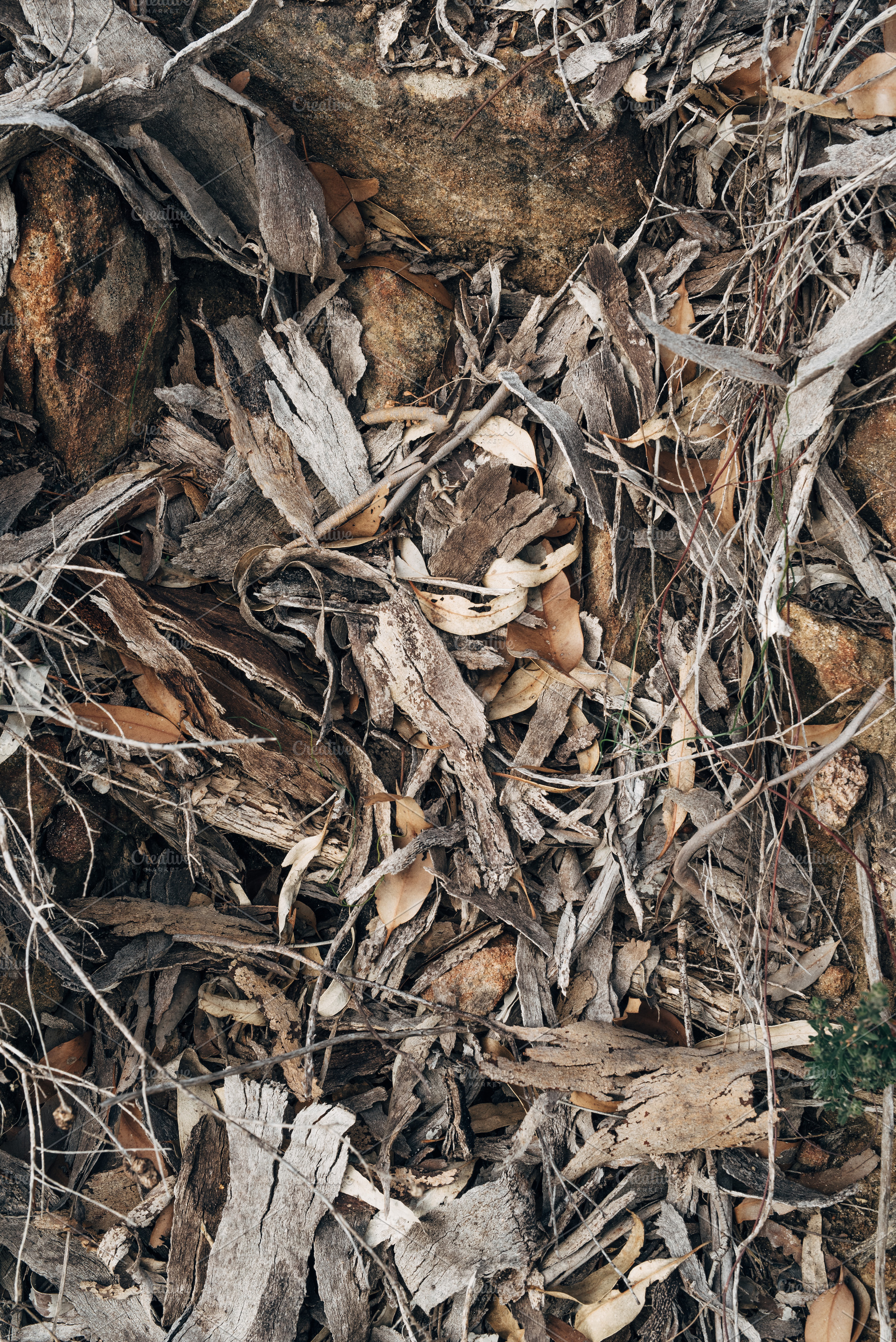Australian native leaf litter, an Abstract Photo by Drawcard | Creative ...