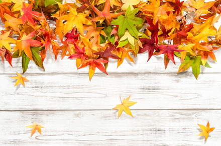 Autumn leaves background Floral bord, a Background Photo by LiliGraphie