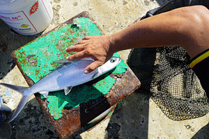 Fresh Milkfish (Chanos chanos) being, an Animal Photo by bastera