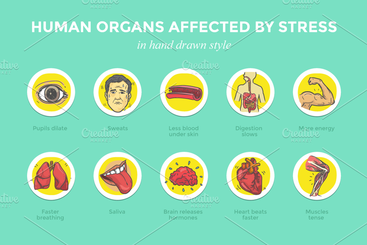 Human Organs Affected by Stress, an Education Illustration by Rekanice (Photo 3 of 3)