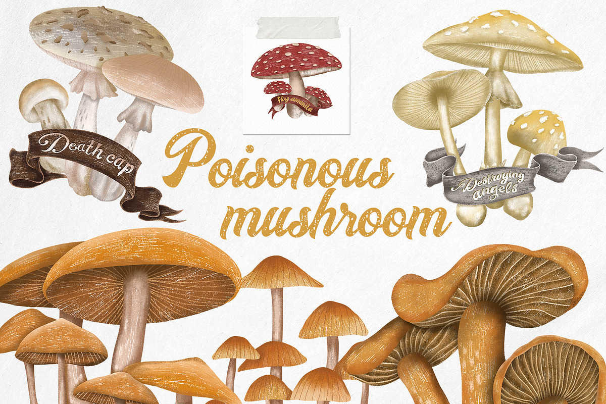 Poisonous mushrooms clipart, an Education Illustration by Yelloo Fish (Photo 1 of 10)