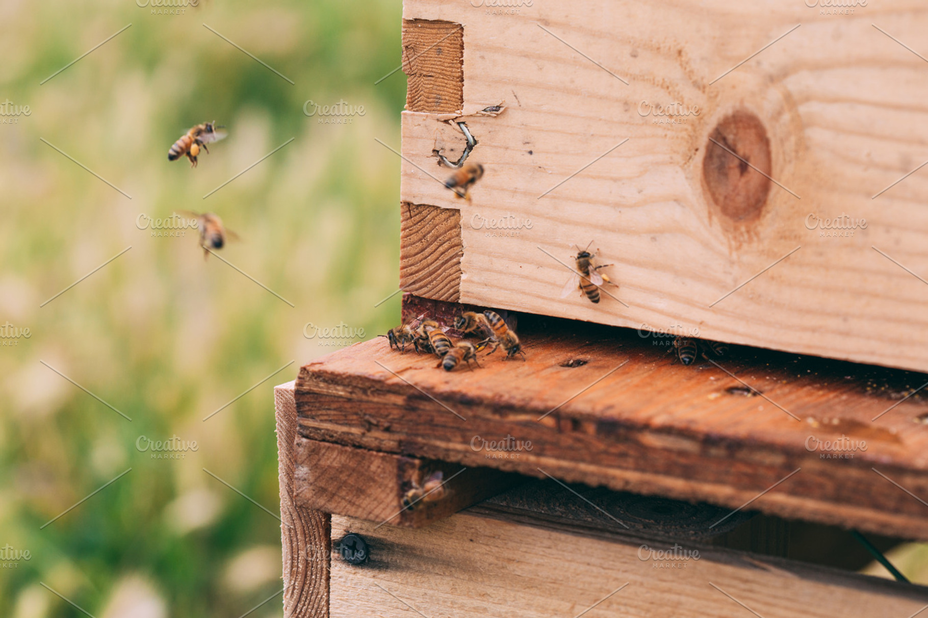 Bees and Their Hive, a School & Education Photo by MarkieAnn Photography